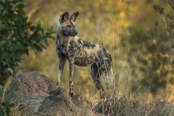 South Africa-Sabi Sabi Private Reserve Wild dog at sunrise